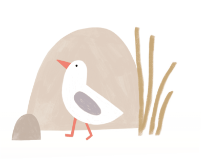 Illustrationen Möwe am Strand Küselhof auf Fehmarn