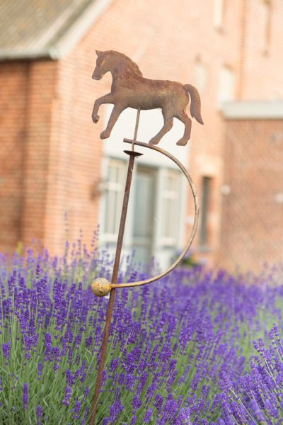 Lavendelfeld vor dem Ferienhaus Neues Bauernhaus auf dem Küselhof auf der Insel Fehmarn